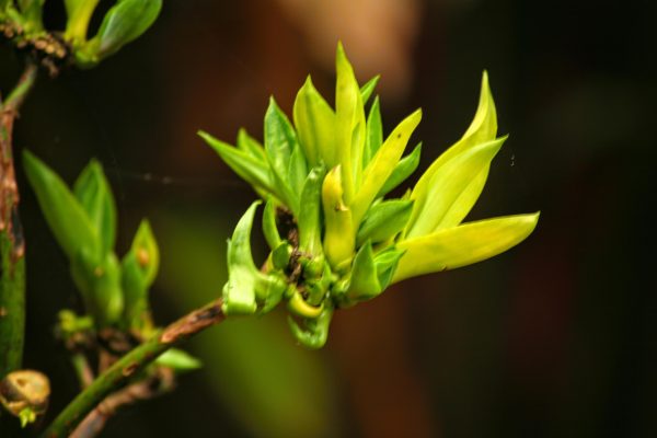 Ảnh Macro bị rung
