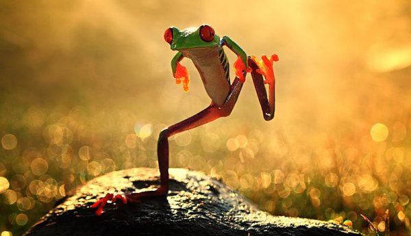 Ánh sáng đóng vai trò rất quan trọng trong chụp ảnh Macro