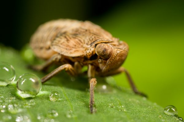 DOF trong chụp ảnh Macro