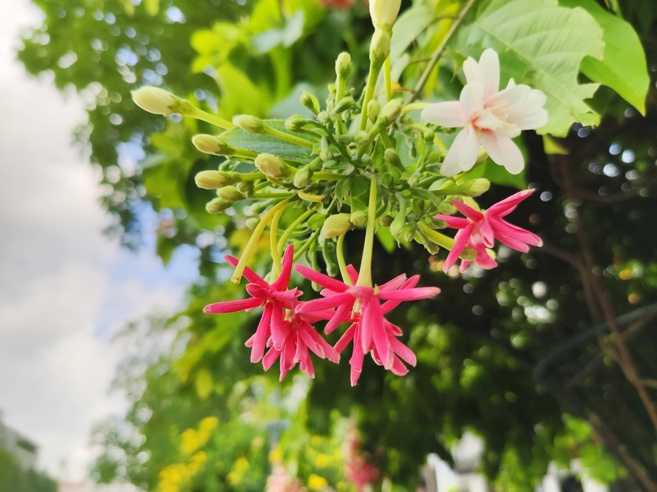 Sforum - Trang thÃ´ng tin cÃ´ng nghá» má»i nháº¥t trai-nghiem-camera-Mi-9-5 Tráº£i nghiá»m camera Xiaomi Mi 9 qua nhá»¯ng 