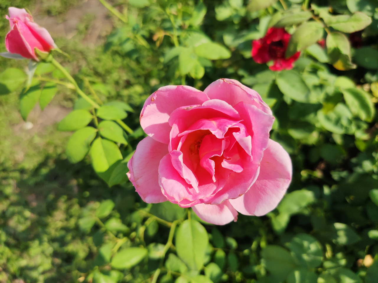 Sforum - Trang thÃ´ng tin cÃ´ng nghá» má»i nháº¥t trai-nghiem-camera-Mi-9-6 Tráº£i nghiá»m camera Xiaomi Mi 9 qua nhá»¯ng 