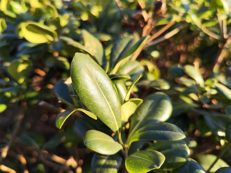 danh gia Xiaomi 12 Pro 7 2