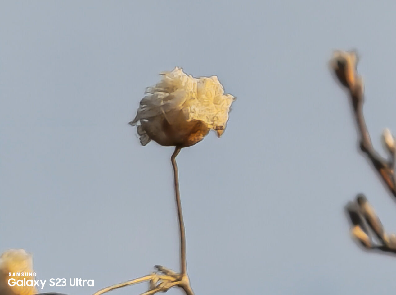 Crop 150% vào bông hoa bên góc trái