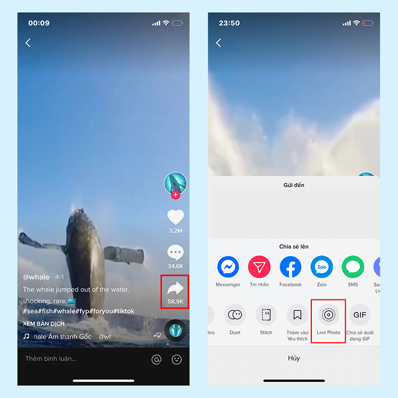 Cách đặt video làm hình nền điện thoại iPhone bằng TikTok 2