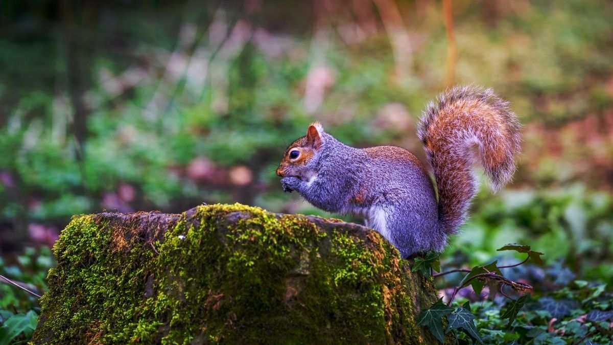 Tải ngay 100+ hình nền chill cực đẹp, chất cho điện thoại, máy tính