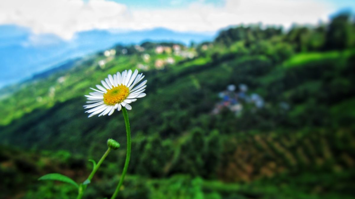 Tải ngay 100+ hình nền chill cực đẹp, chất cho điện thoại, máy tính