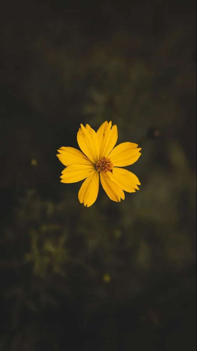 Tuyệt đối không thể bỏ lỡ: 100+ hình nền Samsung 4K cực đẹp độc quyền cho bạn!