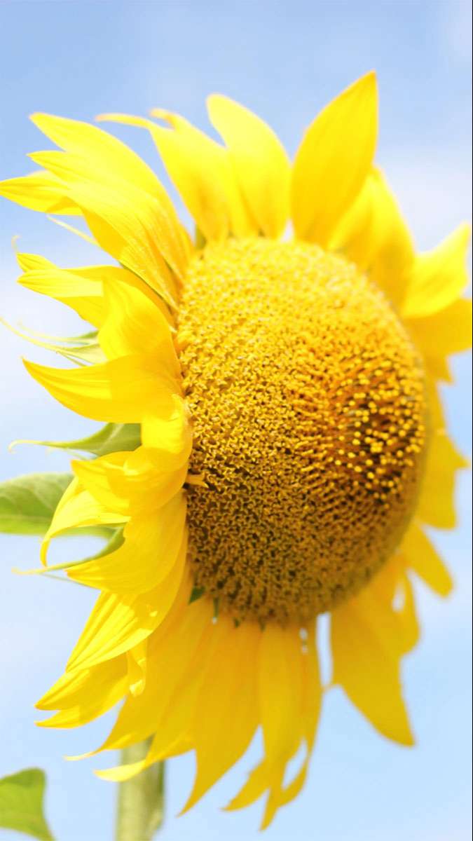 Tuyệt đối không thể bỏ lỡ: 100+ hình nền Samsung 4K cực đẹp độc quyền cho bạn!