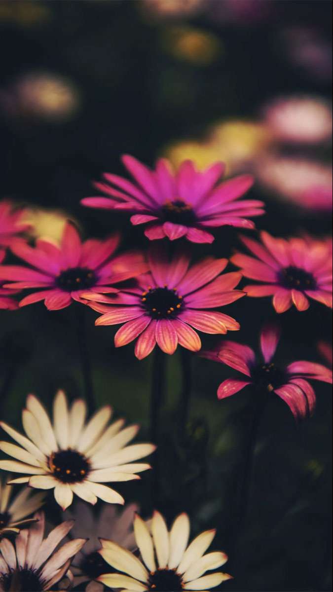 Tuyệt đối không thể bỏ lỡ: 100+ hình nền Samsung 4K cực đẹp độc quyền cho bạn!