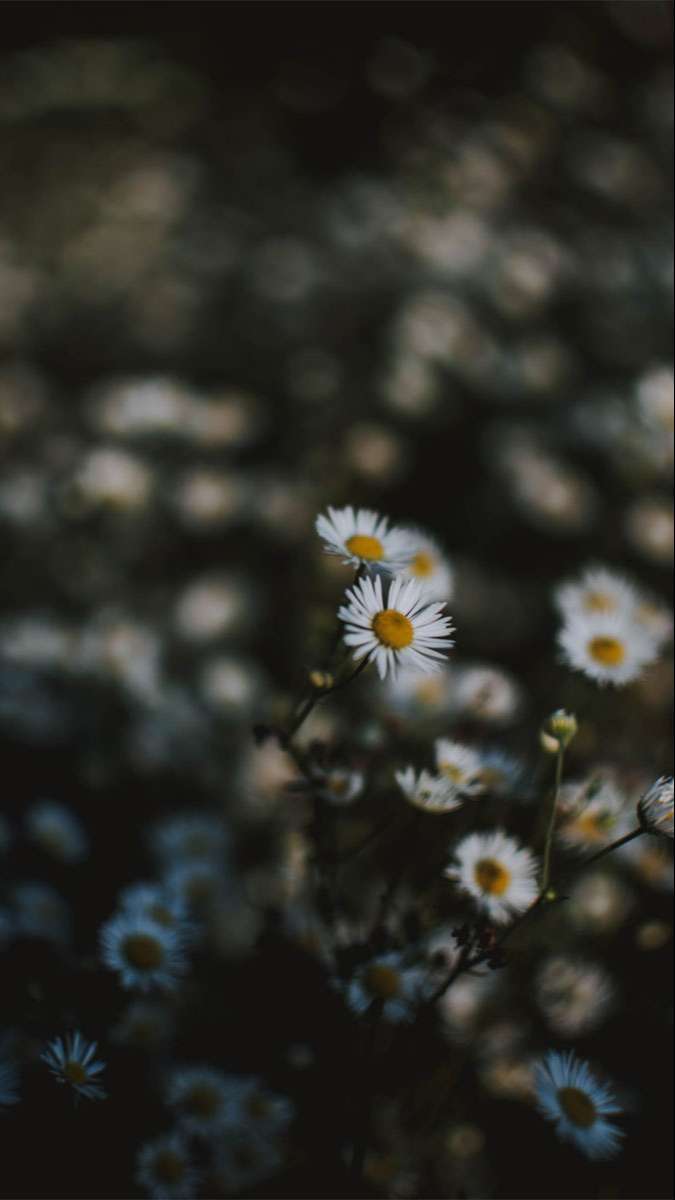 Tuyệt đối không thể bỏ lỡ: 100+ hình nền Samsung 4K cực đẹp độc quyền cho bạn!