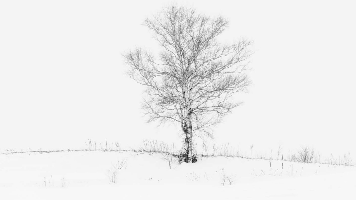 Top 100 hình nền trắng sang chảnh cho điện thoại, máy tính