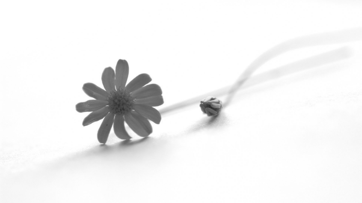 Top 100 hình nền trắng sang chảnh cho điện thoại, máy tính