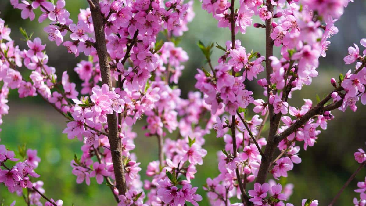 Hoa chưng tết- Hoa đào