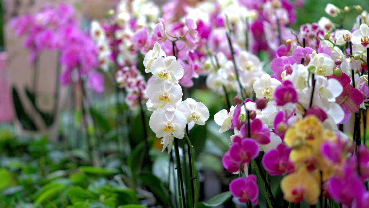 Hoa chưng tết theo phong thủy- Hoa lan