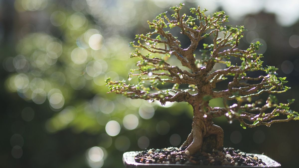 Cây bonsai - Top quà tết sếp ý nghĩa