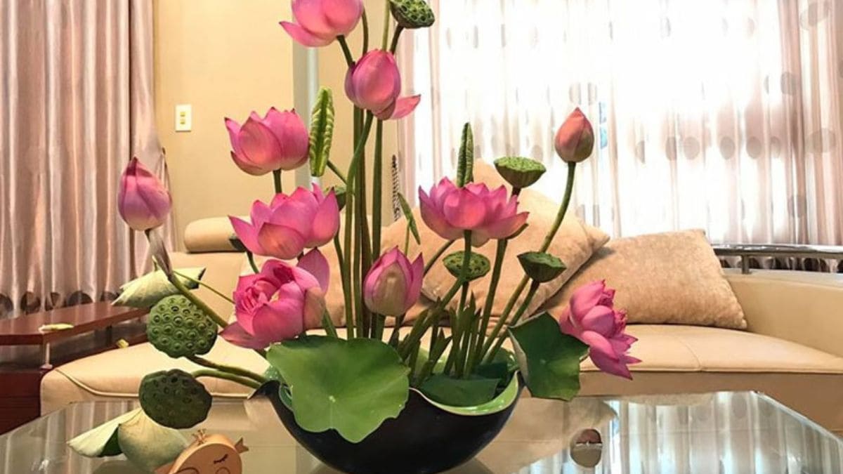 Tết nên chưng hoa gì? Hoa sen