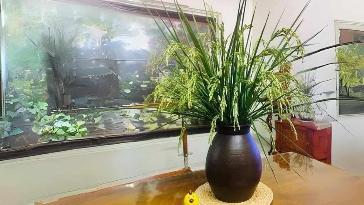 Tết nên chưng hoa gì? Bông lúa nước