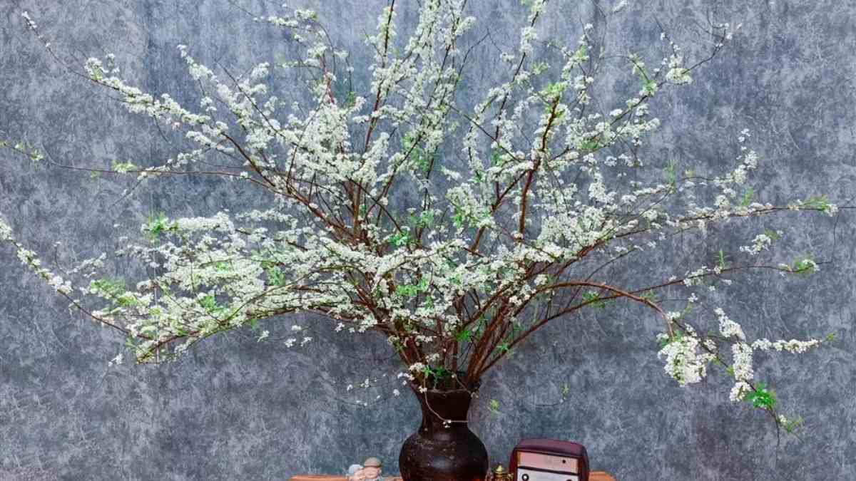 Tết nên chưng hoa gì? Hoa tuyết mai