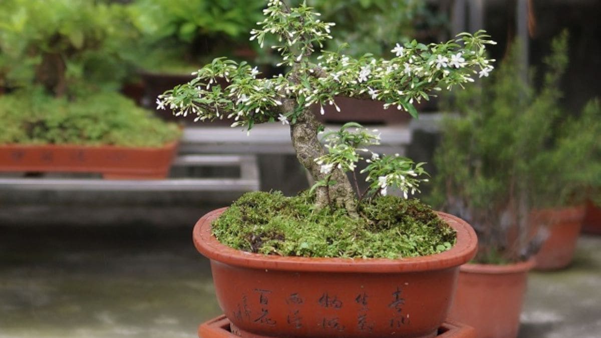 Tết nên chưng hoa gì? Mai chiếu thủy