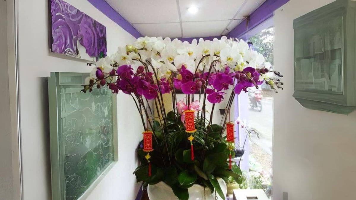 Tết nên chưng hoa gì? Hoa lan