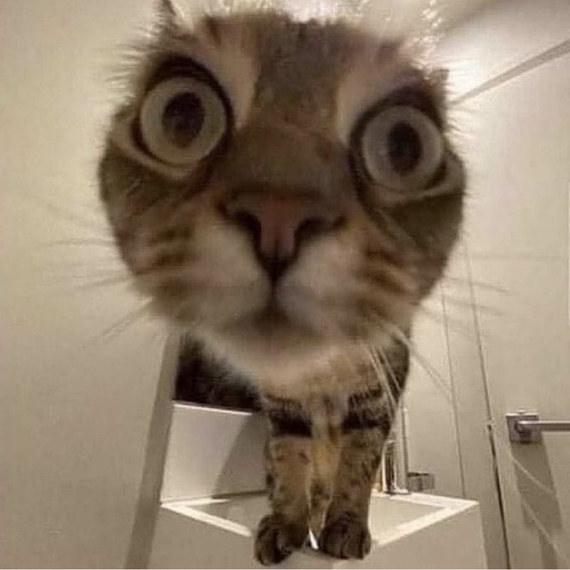 100+ ảnh meme hài hước, hài bựa vui nhộn mới nhất